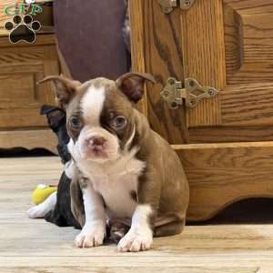 Bo, Boston Terrier Puppy