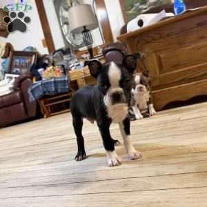 Luke, Boston Terrier Puppy