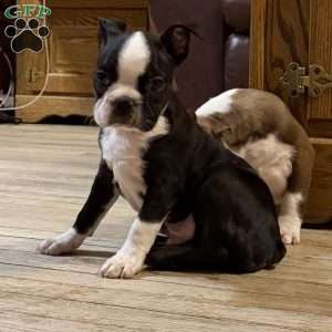 Luke, Boston Terrier Puppy