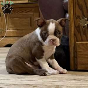 Bo, Boston Terrier Puppy