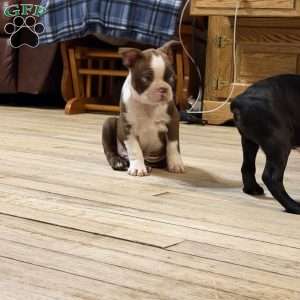 Bo, Boston Terrier Puppy