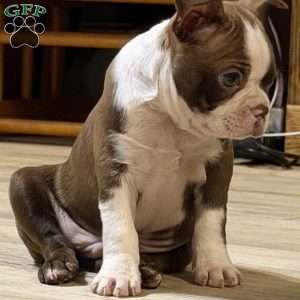 Bo, Boston Terrier Puppy