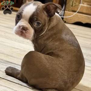 Bo, Boston Terrier Puppy