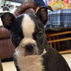 Luke, Boston Terrier Puppy