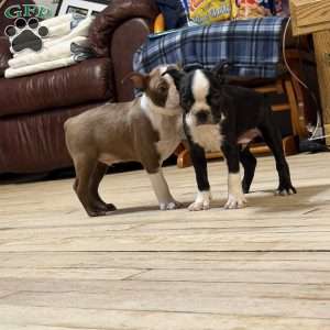 Luke, Boston Terrier Puppy