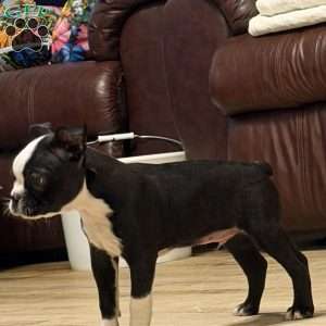 Luke, Boston Terrier Puppy