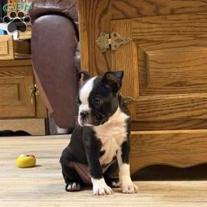 Luke, Boston Terrier Puppy