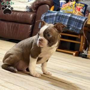 Bo, Boston Terrier Puppy