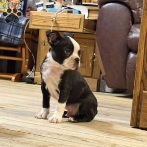 Luke, Boston Terrier Puppy