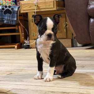 Luke, Boston Terrier Puppy