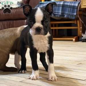 Luke, Boston Terrier Puppy