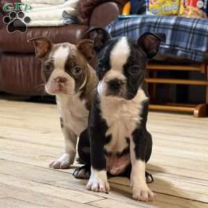 Bo, Boston Terrier Puppy