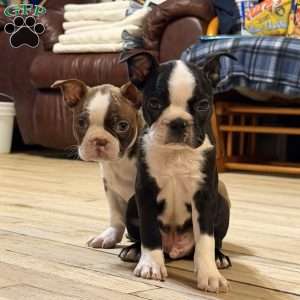 Luke, Boston Terrier Puppy