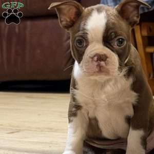 Bo, Boston Terrier Puppy