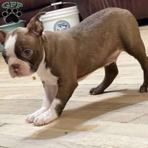Bo, Boston Terrier Puppy