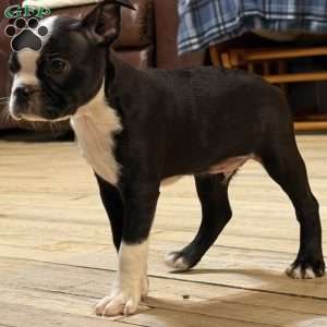 Luke, Boston Terrier Puppy