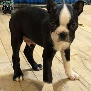 Luke, Boston Terrier Puppy