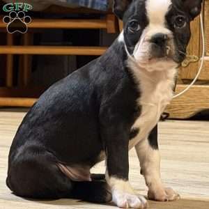 Luke, Boston Terrier Puppy