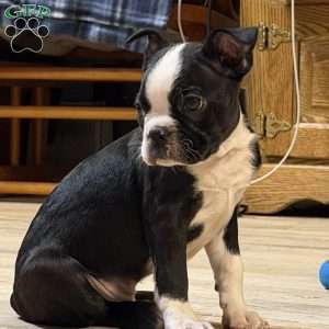 Luke, Boston Terrier Puppy
