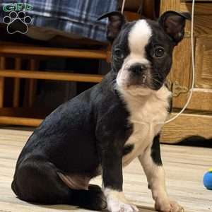 Luke, Boston Terrier Puppy