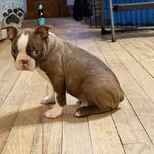 Bo, Boston Terrier Puppy