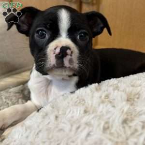 Daisy, Boston Terrier Puppy
