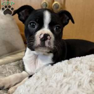 Daisy, Boston Terrier Puppy