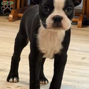 Cletus, Boston Terrier Puppy
