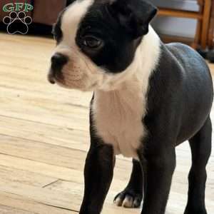 Cletus, Boston Terrier Puppy