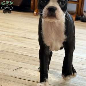 Cletus, Boston Terrier Puppy