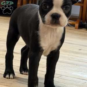 Cletus, Boston Terrier Puppy
