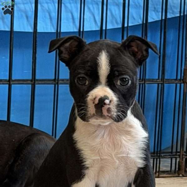 Daisy, Boston Terrier Puppy