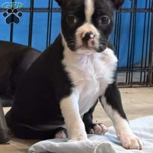 Daisy, Boston Terrier Puppy