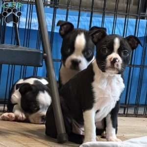 Daisy, Boston Terrier Puppy
