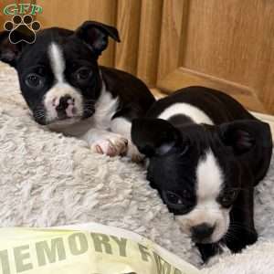 Daisy, Boston Terrier Puppy