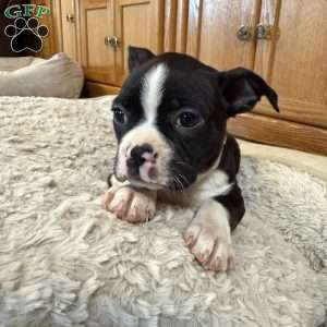 Daisy, Boston Terrier Puppy