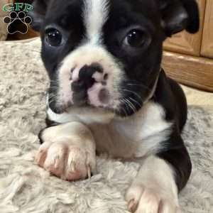 Daisy, Boston Terrier Puppy