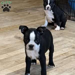 Cletus, Boston Terrier Puppy