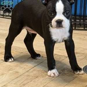 Cletus, Boston Terrier Puppy