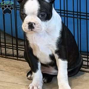 Delilah, Boston Terrier Puppy