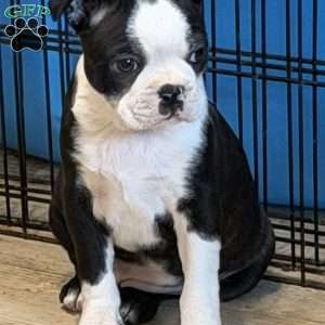 Delilah, Boston Terrier Puppy