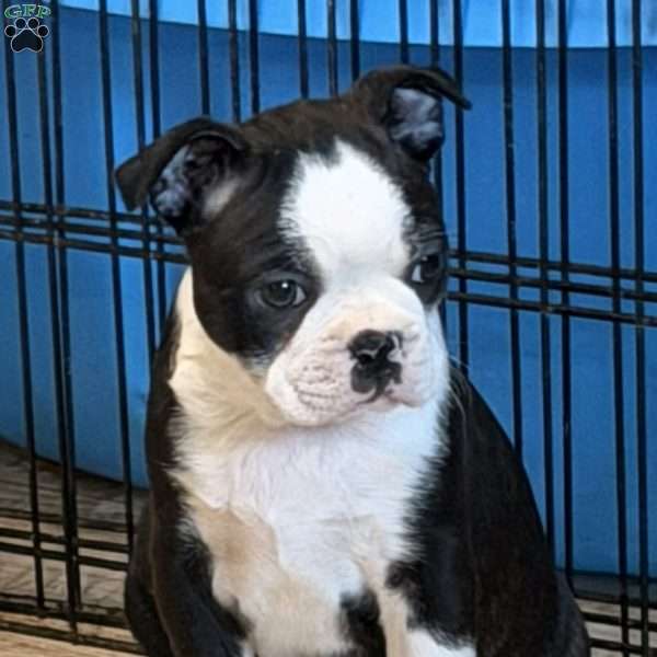 Delilah, Boston Terrier Puppy