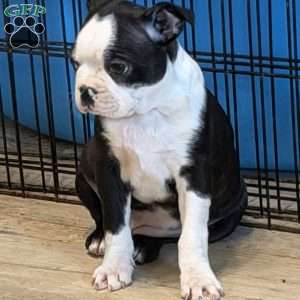 Delilah, Boston Terrier Puppy