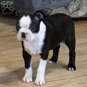 Delilah, Boston Terrier Puppy