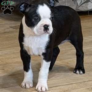 Delilah, Boston Terrier Puppy