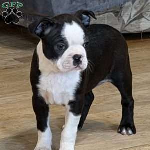 Delilah, Boston Terrier Puppy