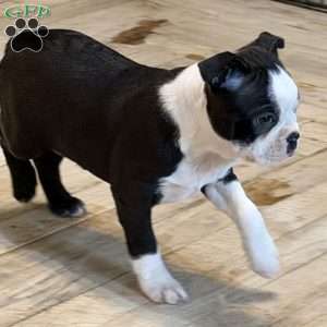 Delilah, Boston Terrier Puppy