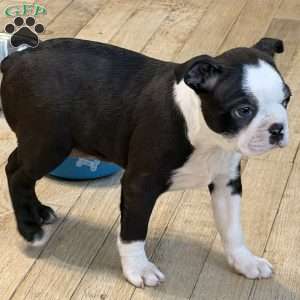 Delilah, Boston Terrier Puppy
