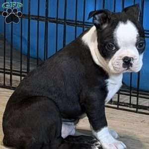 Delilah, Boston Terrier Puppy
