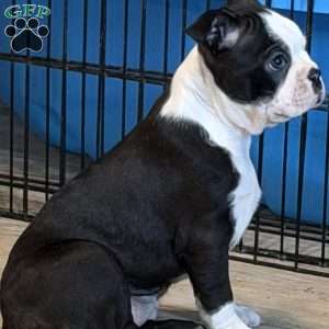 Delilah, Boston Terrier Puppy